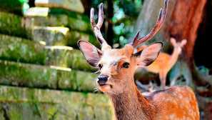 Потъмнен елен